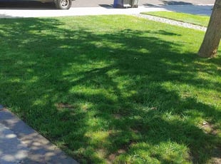 Weeding by Chen Vang for Andrew F. in Westminster, CO