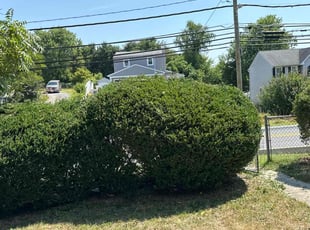 Bush Trimming by Rachel Lewis for Mark L. in Nottingham, MD