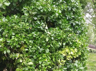 Bush Trimming by John Walters for Be-Asia M. in Kansas City, MO