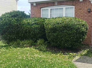 Bush Trimming by William Lee for John T. in Mt. Juliet, TN