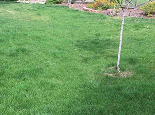 LuAnn P.'s Lawn Service service result