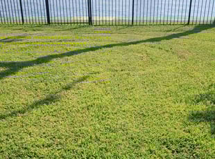 Himanshu P.'s Lawn Mowing service result