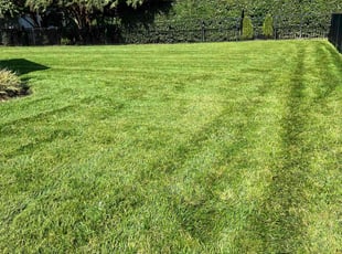 Amelio W.'s Lawn Care service result