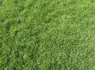 Bonnie H.'s Lawn Maintenance service result