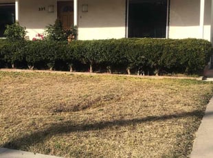 Bush Trimming by Ross Johnson for Colin N. in Inglewood, CA