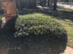 Bush Trimming by Paul Handley for Philip B. in Tulsa, OK