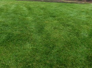 Timothy J.'s Grass Cutting service result