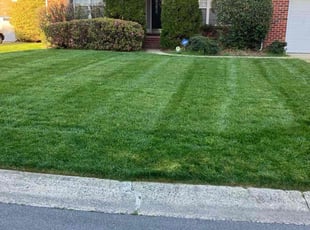 Timothy D.'s Lawn Mowing service result