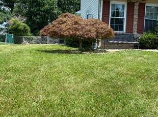Bush Trimming by Damir Dreher for Sheena r. in New Castle, DE