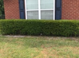Bush Trimming by Jeremy Faulk for Heather H. in Callahan, FL