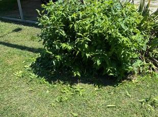 Bush Trimming by Bobby Clary for Edward R. in Petersburg, VA