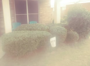 Bush Trimming by Jose Ballesteros for Keith M. in Fort Worth, TX