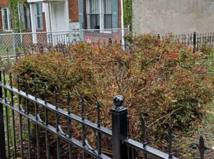 Bush Trimming by Amber Fuentes for Joseph M. in Washington, DC