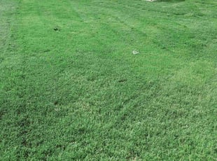 Carrie B.'s Lawn Care service result
