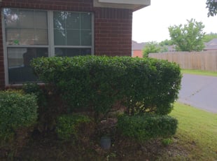Bush Trimming by Gary Glover for Shanette N. in Arlington, TX