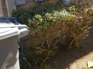 Bush Trimming by Jones Perkins for Ui R. in Austin, TX