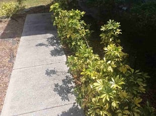 Bush Trimming by Leonardo Nogueras for David Z. in Davenport, FL