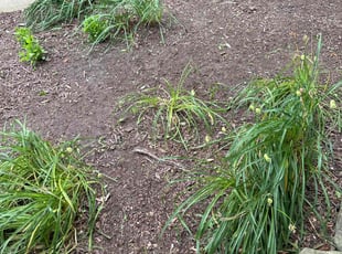 Weeding by Dale Dew for Karen B. in North Aurora, IL