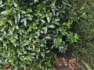 Bush Trimming by Chris Taylor for Jennifer B. in Fletcher, NC