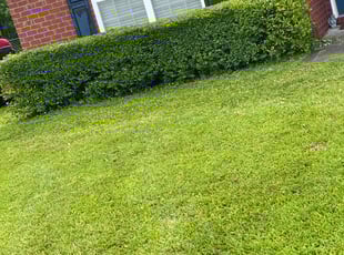 Bush Trimming by Jeremy Faulk for Heather H. in Callahan, FL