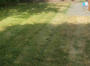 William L.'s Grass Cutting service result