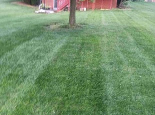 Bob D.'s Lawn Mowing service result