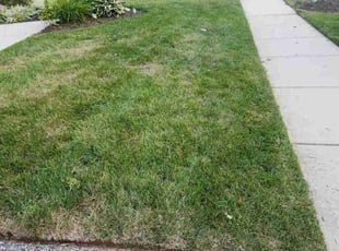 Richard M.'s Lawn Mowing service result