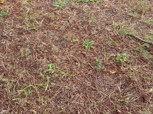 Aeration by Jake Knupp for Jennifer S. in Virginia Beach, VA