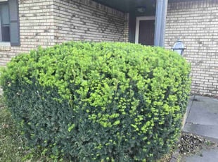 Bush Trimming by Chad Suenram for Bryce R. in Wichita, KS