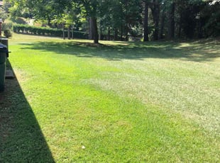 Denise A.'s Lawn Mowing service result