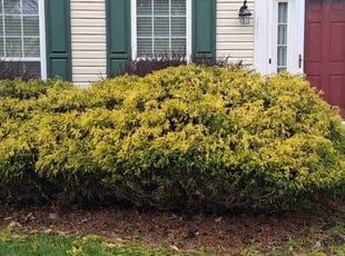 Bush Trimming by Peter Conley for Frank B. in Streetsboro, OH