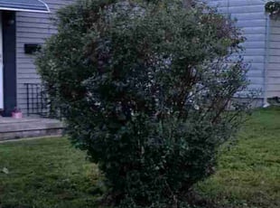 Bush Trimming by Javis Hogan for Bat C. in Omaha, NE