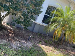 Leaf Removal by Travis Gray for Tyler A. in Longwood, FL