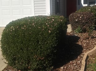 Bush Trimming by Cassandra Blackson for Crys S. in Charlotte, NC