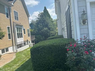 Tina W.'s Bush Trimming service result