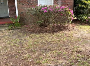 Bush Trimming by Edward Burrus for Madalin F. in Norfolk, VA