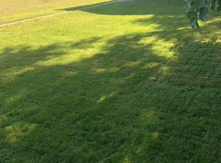 Carey v.'s Lawn Mowing service result