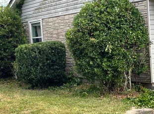 Bush Trimming by Charles Gulley for Charles S. in Pensacola, FL