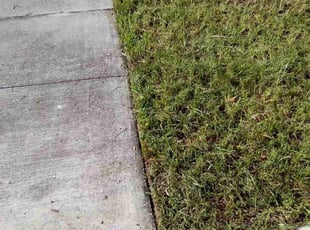 William H.'s Grass Cutting service result