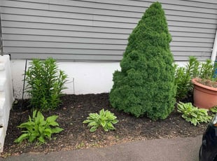 Mulching by Johnny Canales for Karen M. in Waterbury, CT