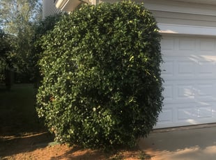 Bush Trimming by Michael Gregory for James C. in Charlotte, NC