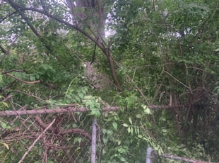 Bush Trimming by Edgar Hernandez for Ashley C. in Columbus, OH