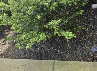 Weeding by Gabriel Greene for Aaron L. in Smyrna, TN