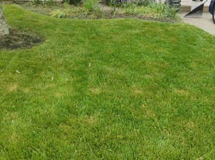 Glenn G.'s Grass Cutting service result