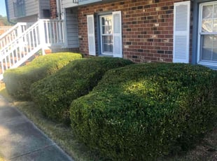 Bush Trimming by James Meredith jr for Bilal A. in Petersburg, VA