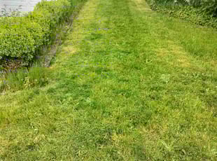 Matthew W.'s Lawn Mowing service result