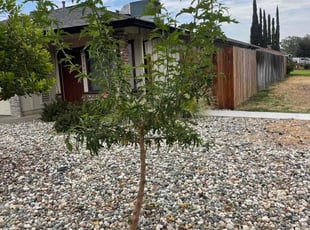 Bush Trimming by Ramon Mojica for Rebecca M. in Sacramento, CA