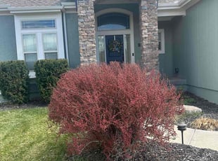 Courtney B.'s Lawn Mowing service result