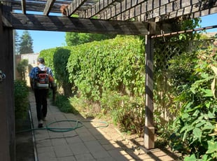 Bush Trimming by Alex Rodriguez for Audray E. in Fresno, CA