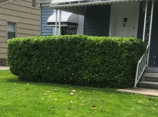 Bush Trimming by Japheus Sanders for MARIDETH A. in Royal Oak, MI